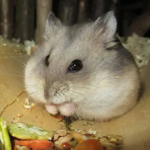 Hamster gris au pelage caractéristique